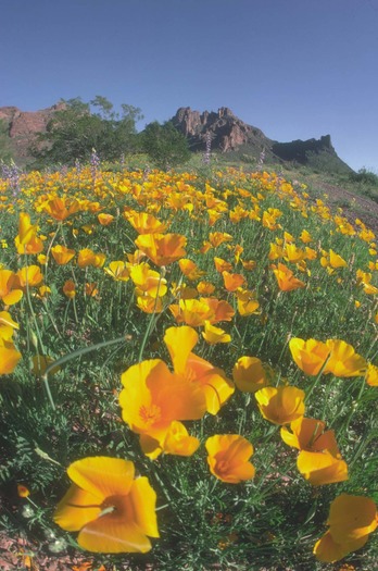 Desert Flowers