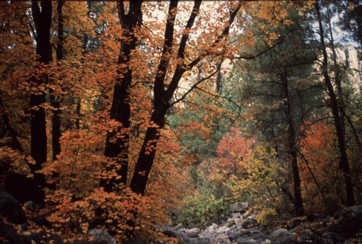 Oak Creek Canyon