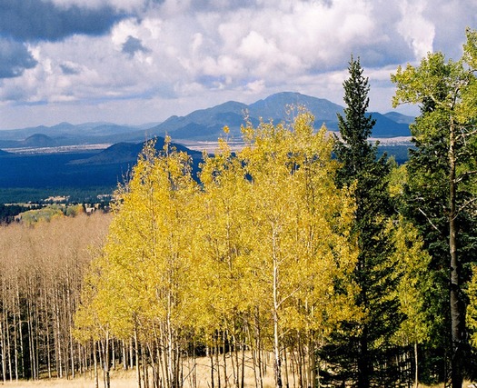 Flagstaff Forest