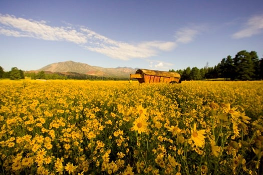 Flagstaff Yellow Wildflowers