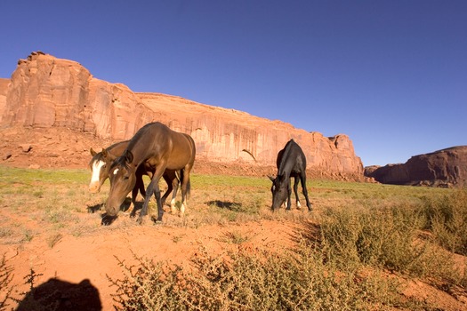 Horses Grazing in Monument Valley