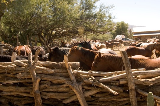 Tanque Verde Ranch