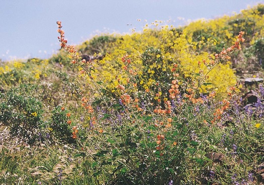 Desert Flowers