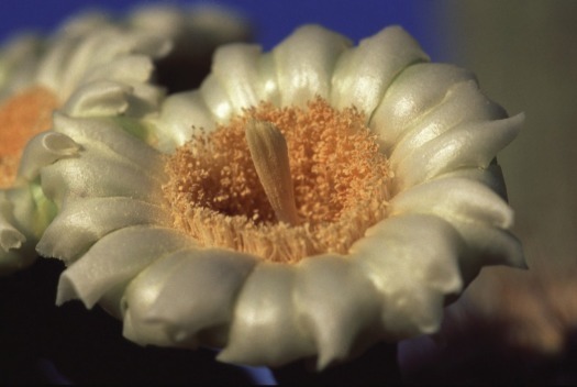 Saguaro Bloom