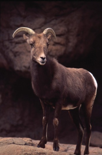 Arizona-Sonora Desert Museum