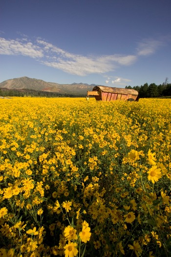 Flagstaff Yellow Wildflowers