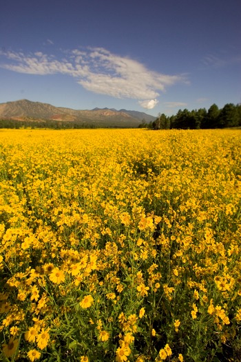 Flagstaff Yellow Wildflowers