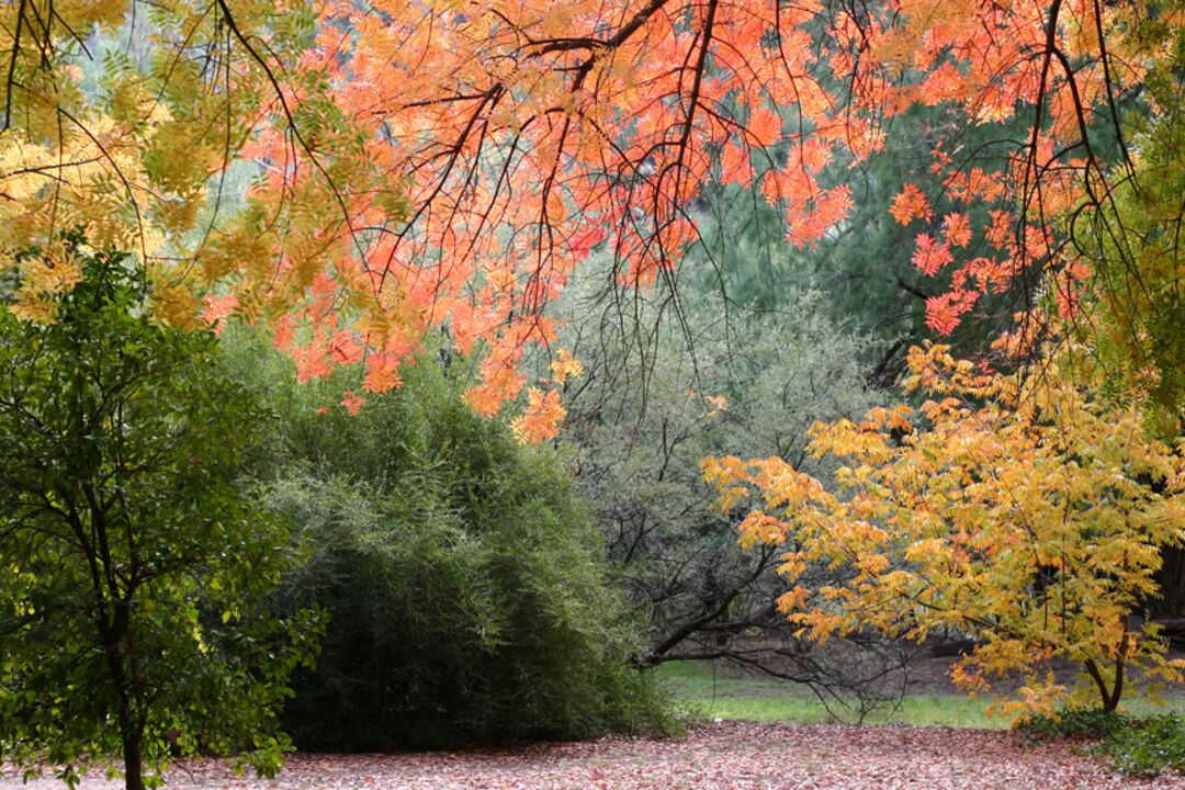 Boyce Thompson Arboretum, Superior_credit Arizona Office of Tourism