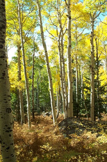 Flagstaff Forest