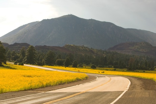 Flagstaff Yellow Wildflowers