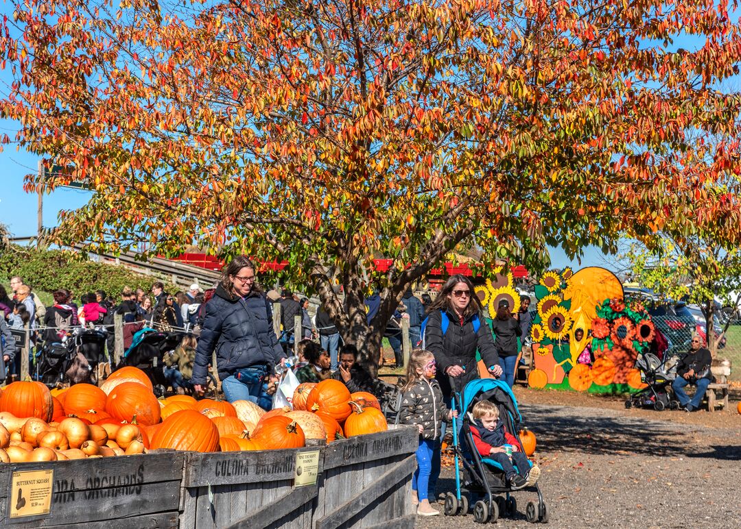 Linvilla Orchards