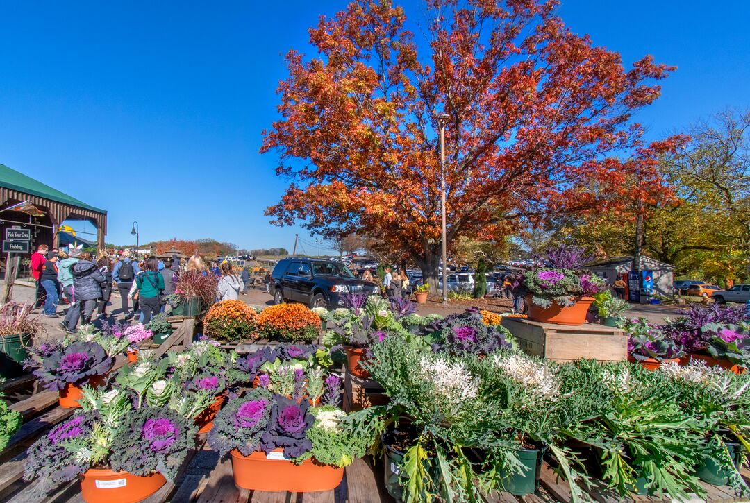 Linvilla Orchards