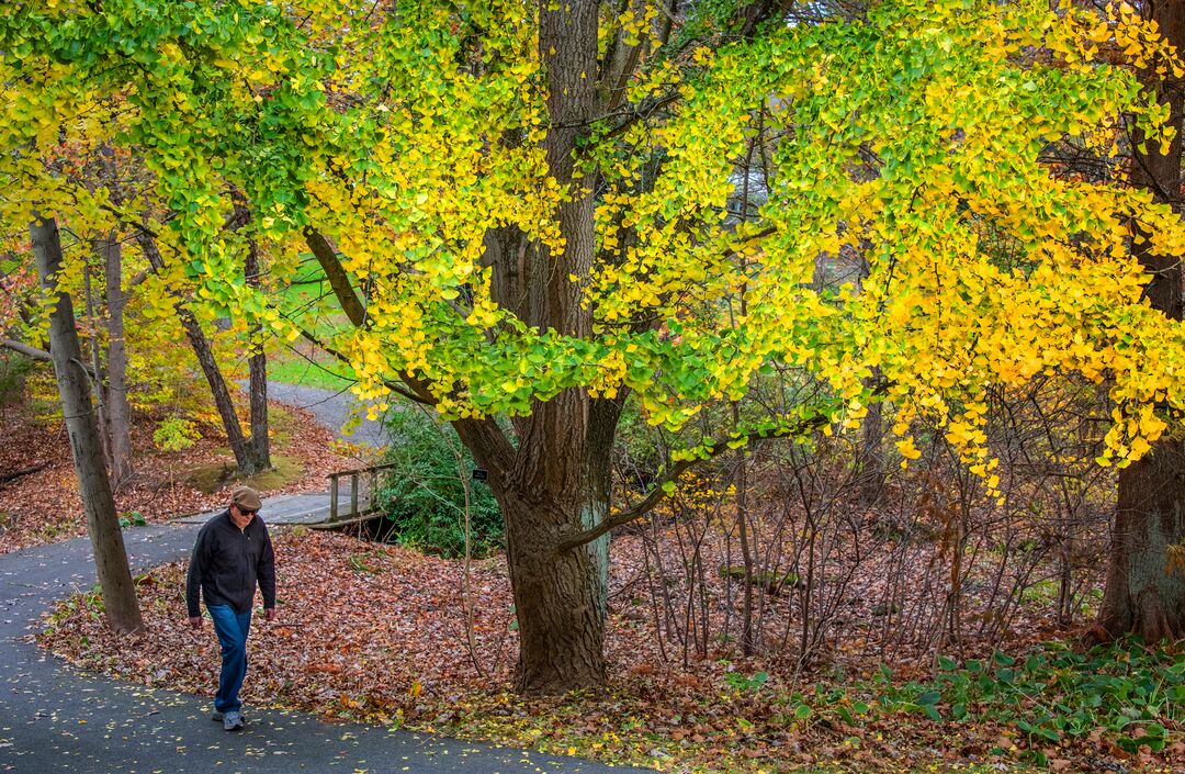 Tyler Arboretum
