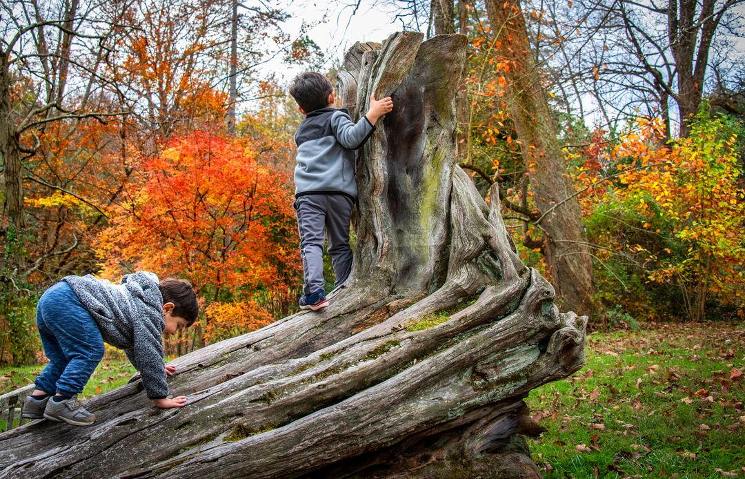 Tyler Arboretum