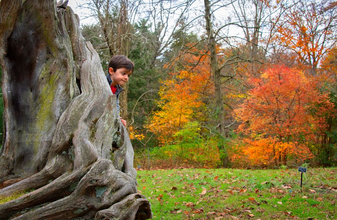 Tyler Arboretum