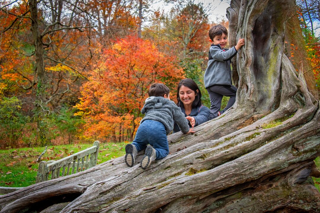 Tyler Arboretum