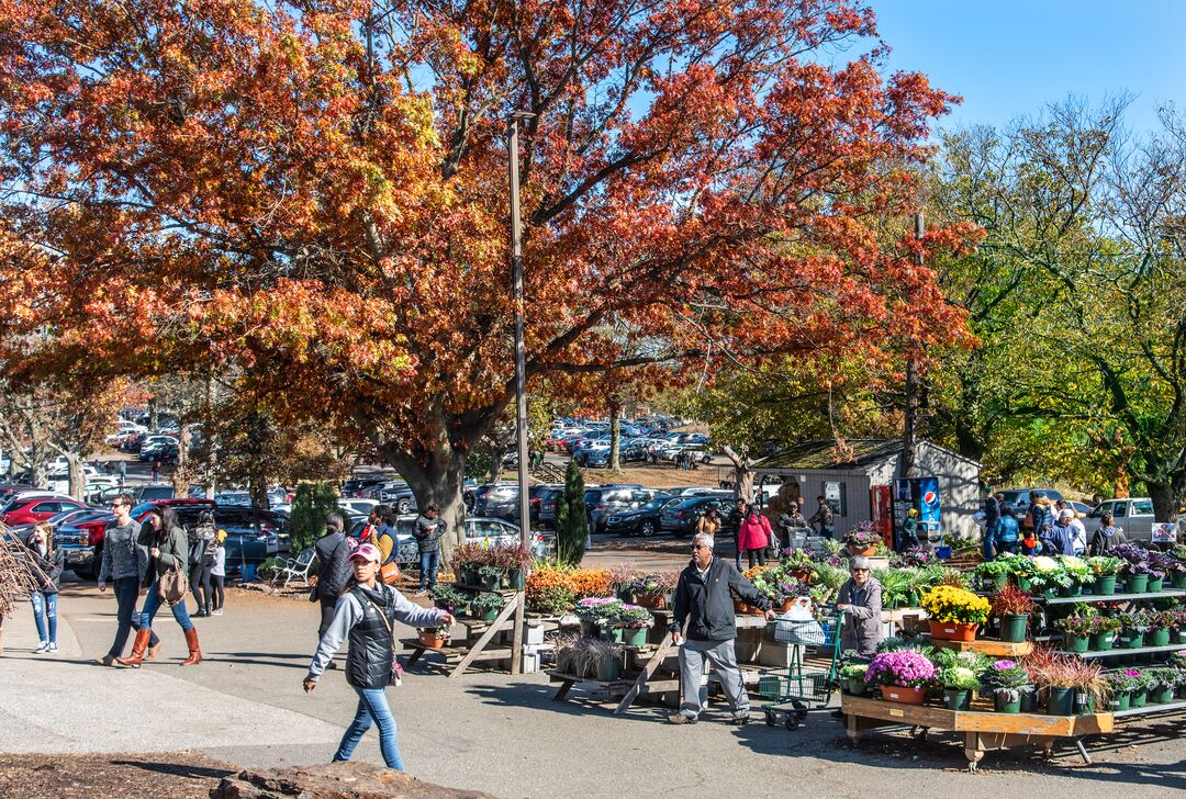 Linvilla Orchards