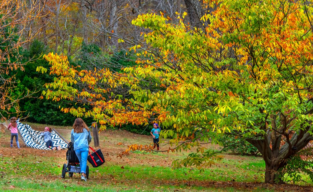 Tyler Arboretum