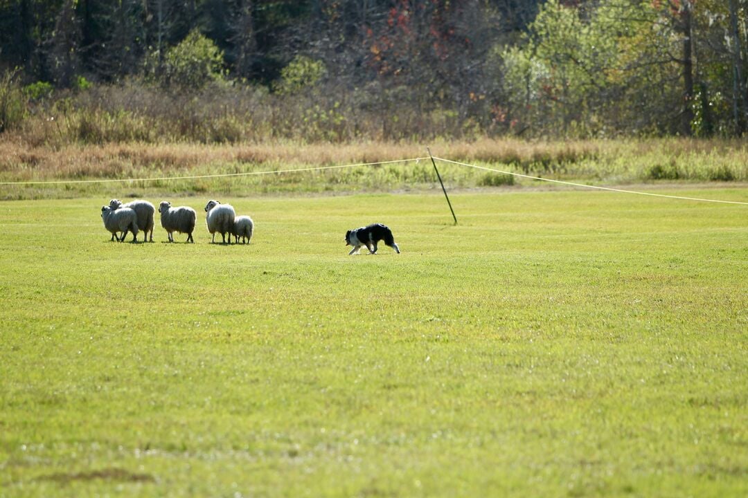 Sertoma Youth Ranch Celtic Festival Celtic Games