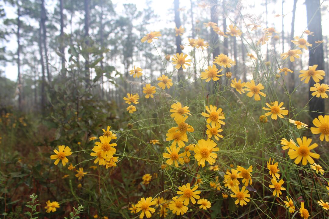 Tickseed Flowers, Withlacoochee State Forest, Brooksville