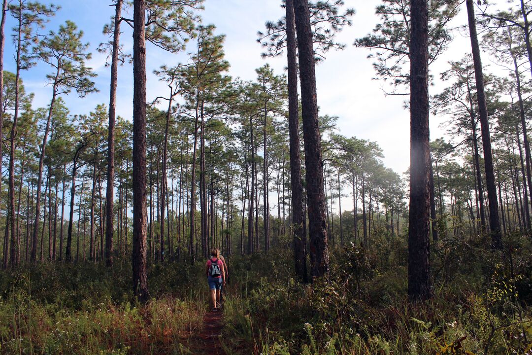 Hiking in the Withlacoochee State Forest, Brooksville, Florida's Adventure Coast