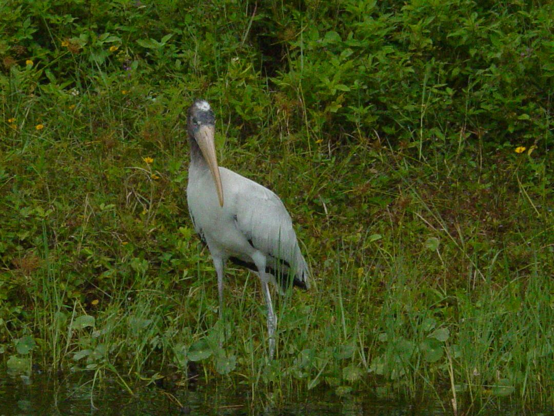 Stork on Weeki Wachee River