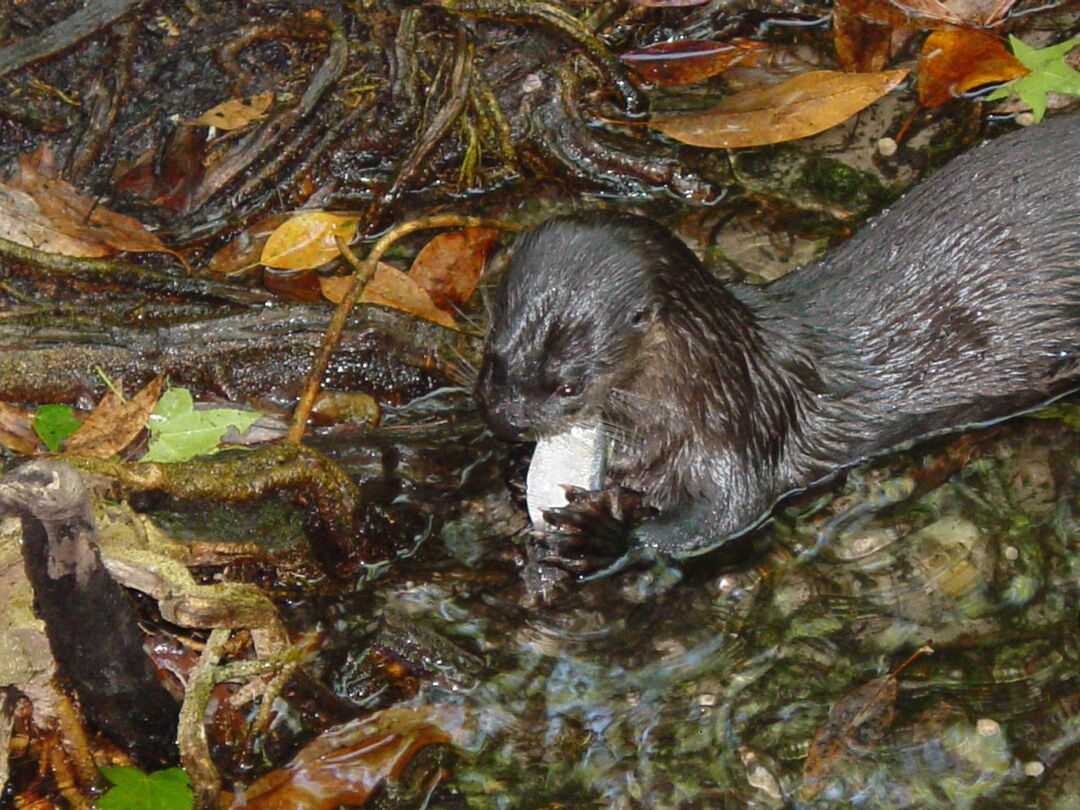 Sea Otter