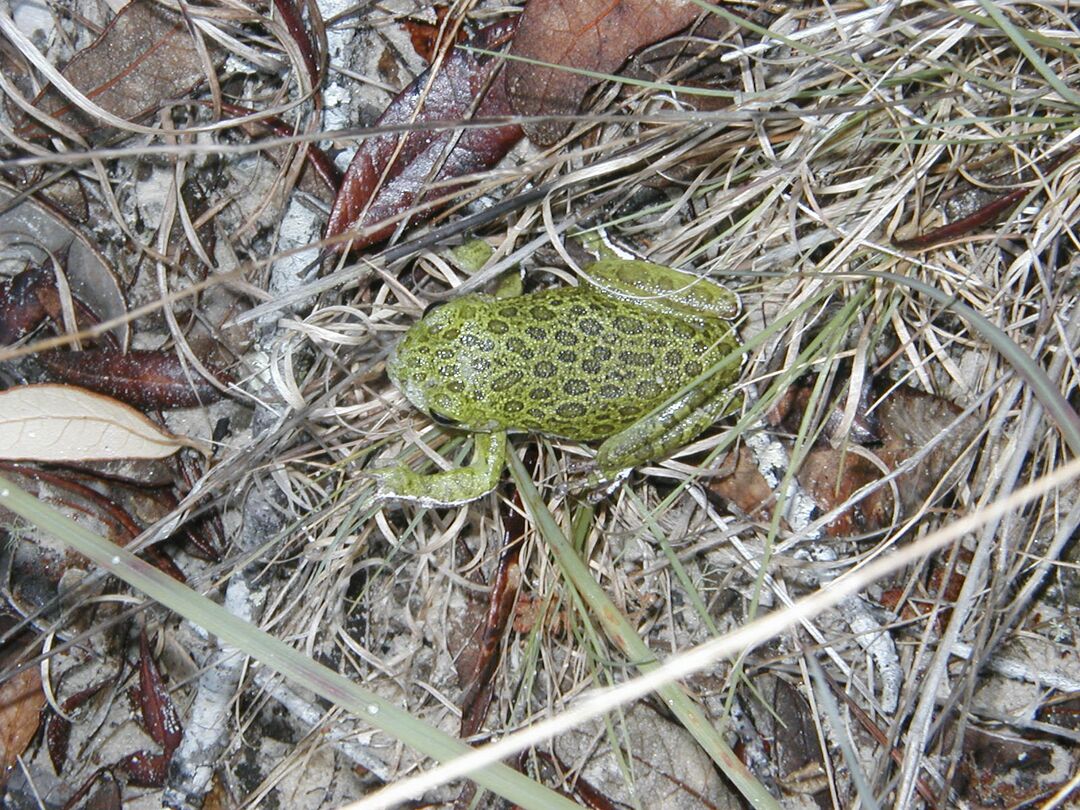 barkingtreefrog1