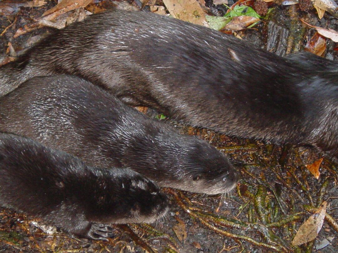 Sea Otter