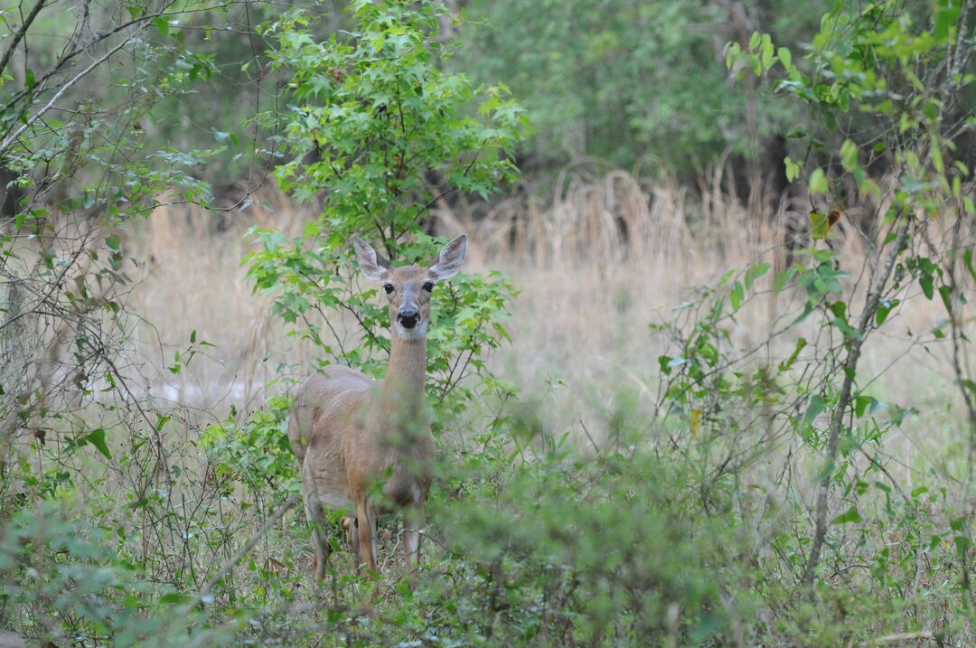 Florida Deer