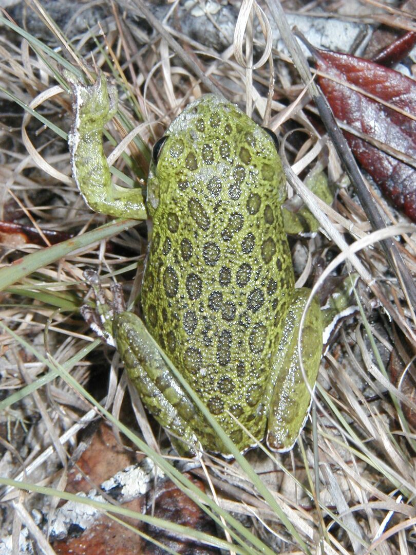 barkingtreefrog2