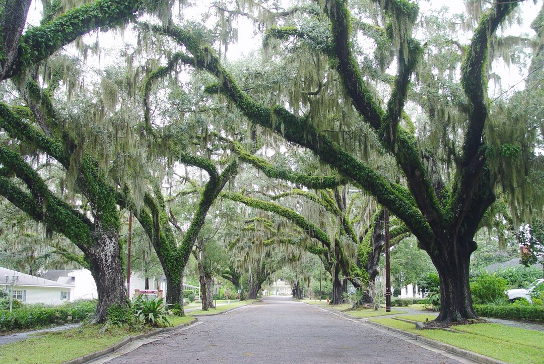 Brooksville ave, looking north toward Lulu st, Brooksville Fla (12-5-2009) KEN BADGLEY