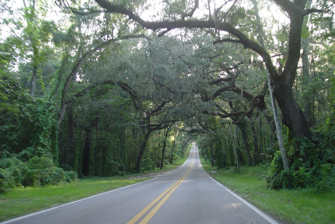 canopy road, Fort Dade ave, between Old Spring Hill & Brooksville, Annutteliga Hammock Fla (8-9-2009) KEN BADGLEY