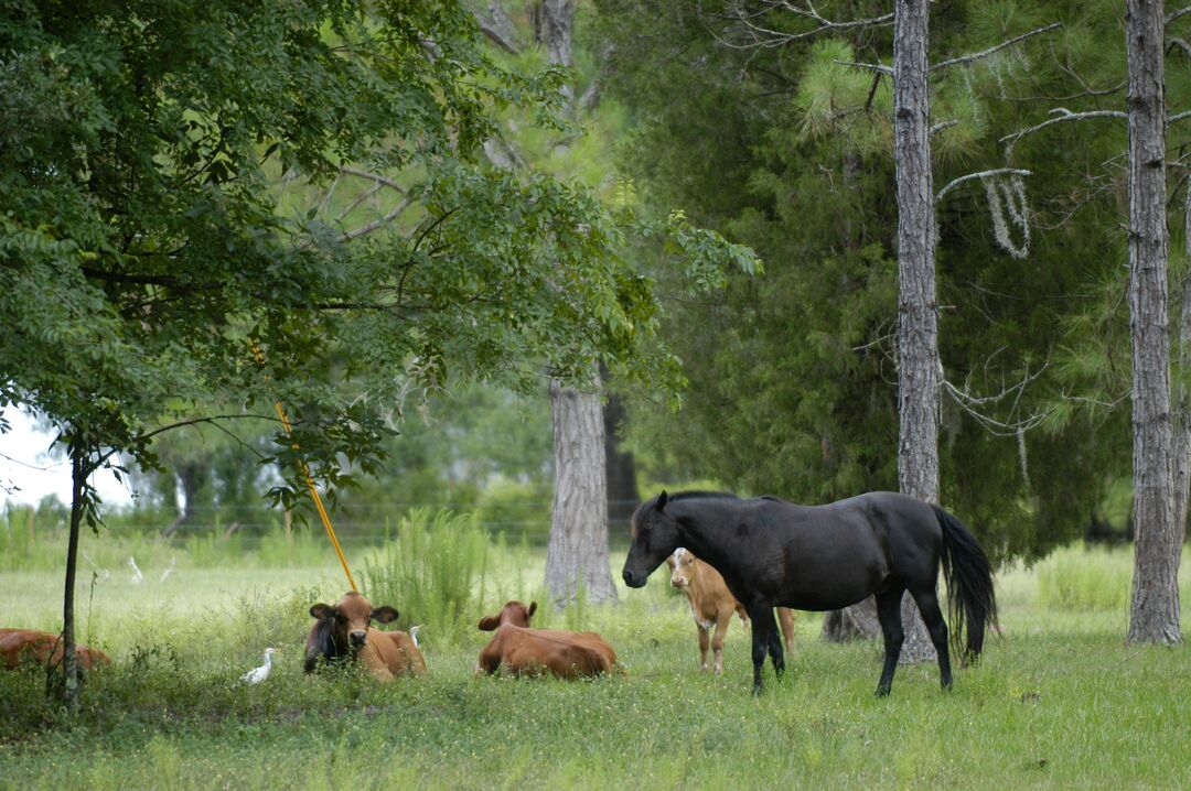 Pasture scenes (5)