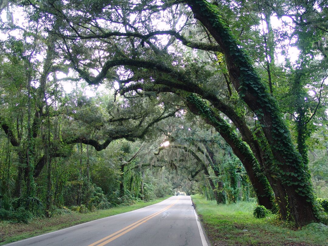 canopy road, Fort Dade ave, between Old Spring Hill & Brooksville, Annutteliga Hammock Fla (9-24-2011) KEN BADGLEY