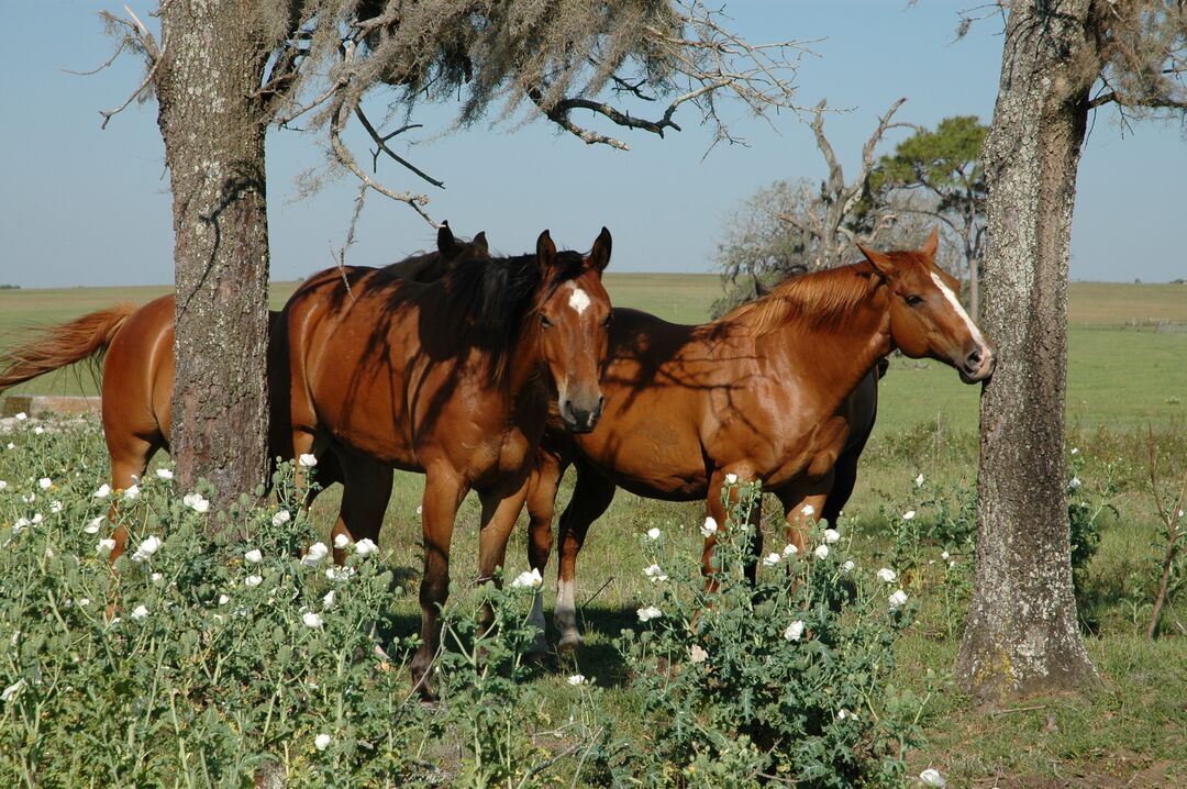 horses2