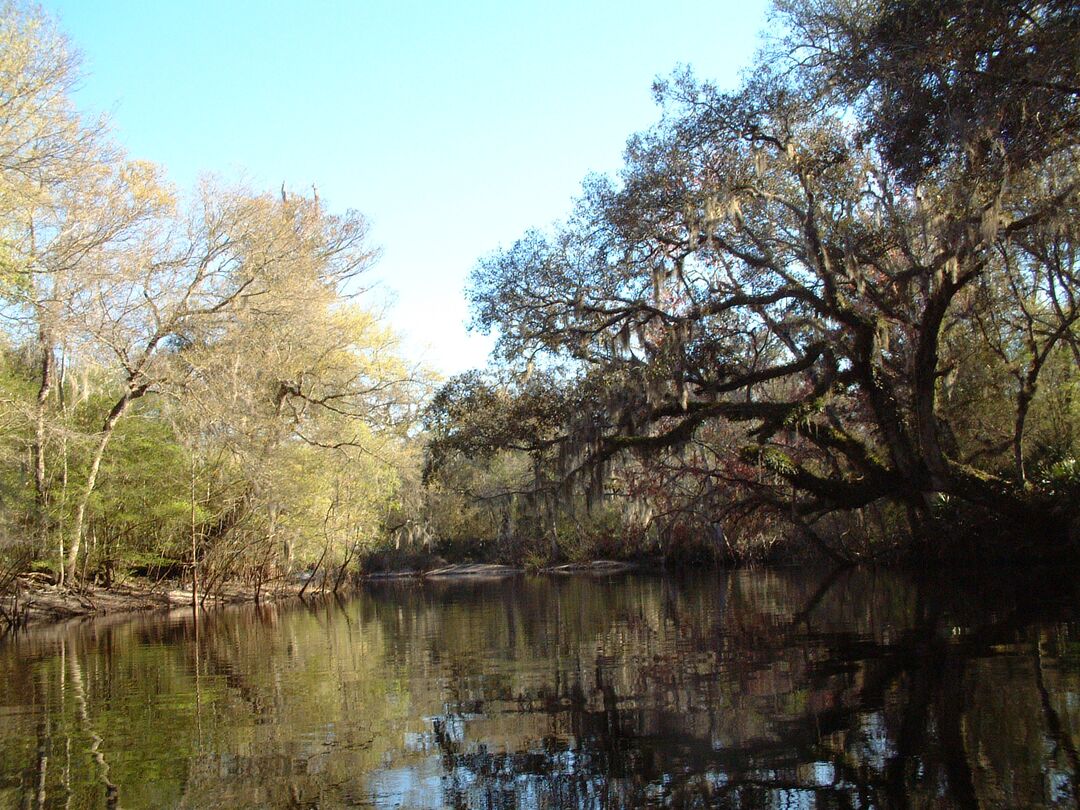 Withlacoochee River scene2 2 23 03