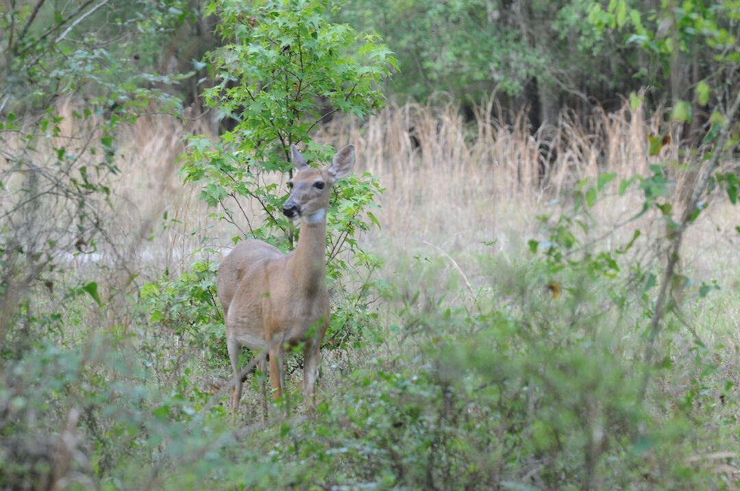 Florida Deer