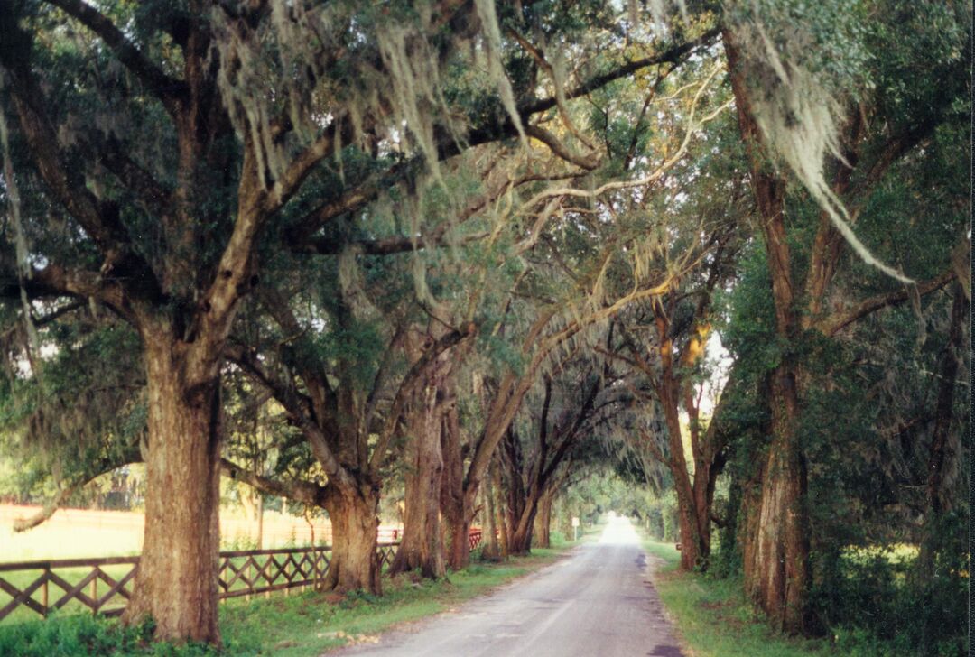 canopy road, Old Trilby road, near Spring Lake Fla (1996) KEN BADGLEY