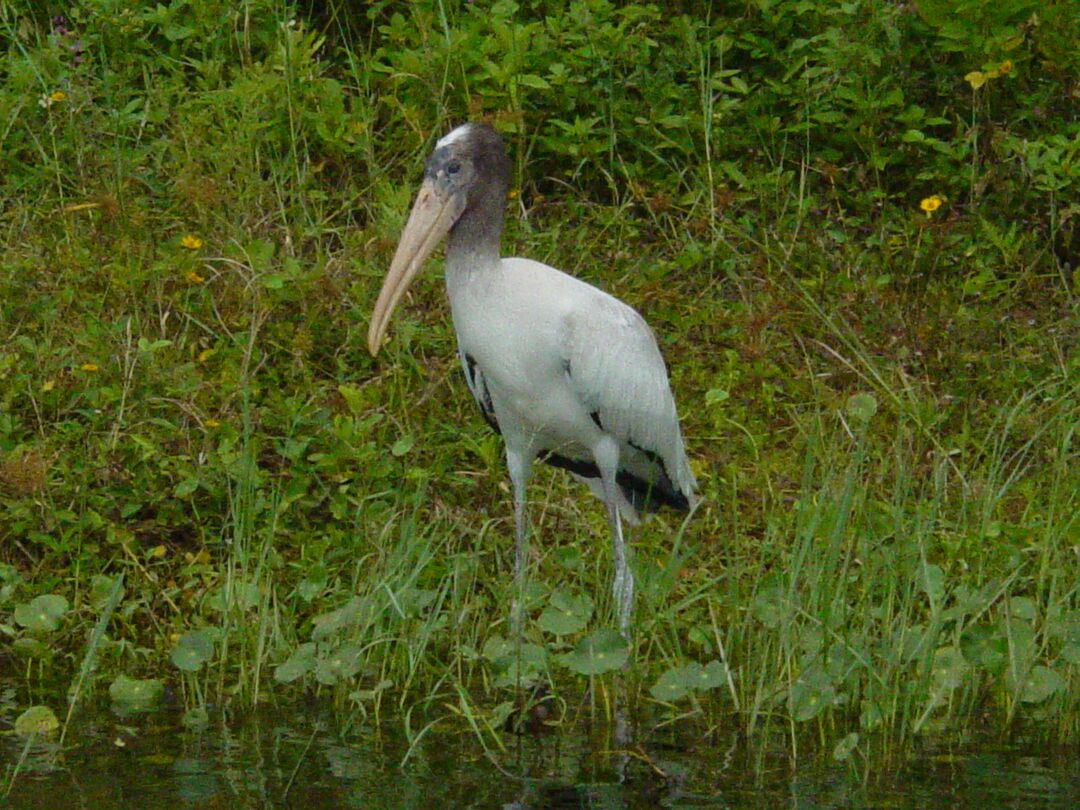 Stork on Weeki Wachee River