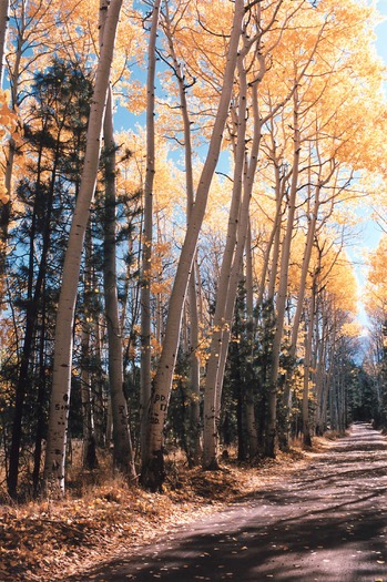 Hart Prairie Preserve