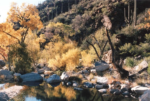 Coronado National Forest