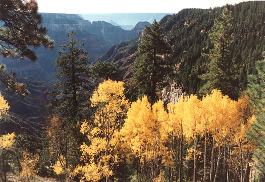 Aspen Forest