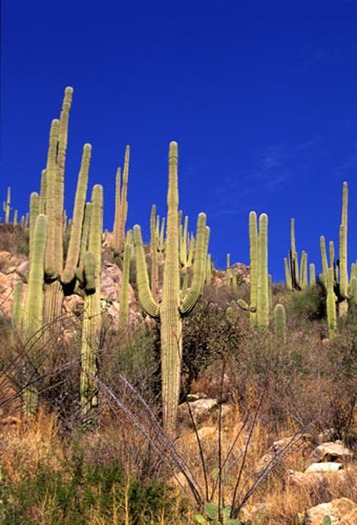 Saguaro National Park