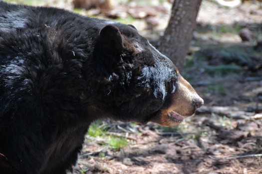 Bearizona Wildlife Park