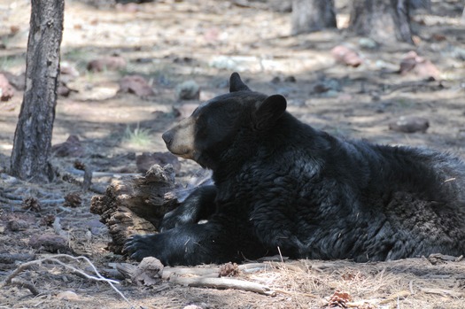 Bearizona Wildlife Park