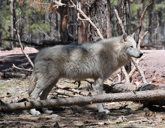 Bearizona Wildlife Park