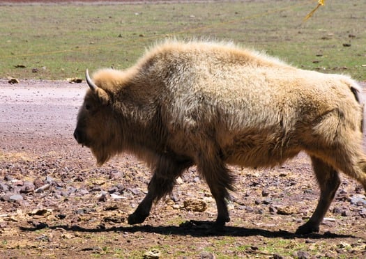 Bearizona Wildlife Park