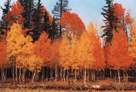 Grand Canyon North Rim Aspens