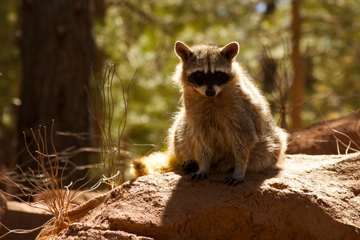 Bearizona Wildlife Park